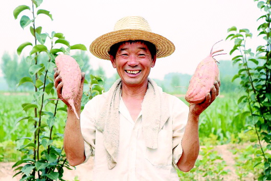 土里刨出“地瓜王國(guó)” 青年10年“賣”出產(chǎn)值近3億元公司