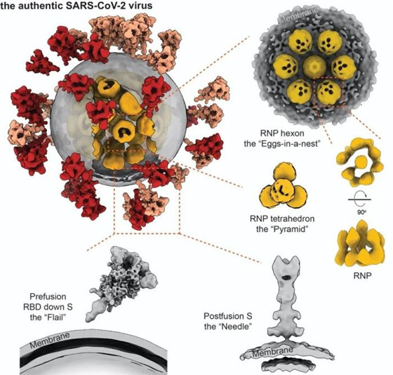 中國科研人員揭示全球首個新冠病毒全病毒精細(xì)結(jié)構(gòu)