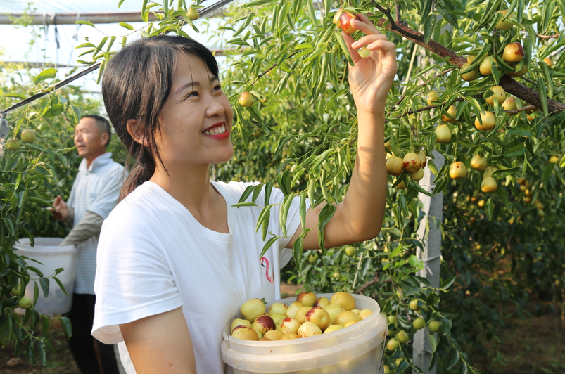 十一小長(zhǎng)假新去處！八大特色文旅活動(dòng)助力第二十二屆沾化冬棗節(jié)