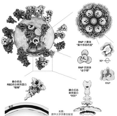 張伯禮李蘭娟齊點(diǎn)贊 新冠病毒完整結(jié)構(gòu)圖到底有多牛