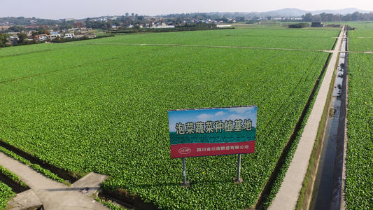 福建漳州：練出精細農(nóng)業(yè)“繡花功”