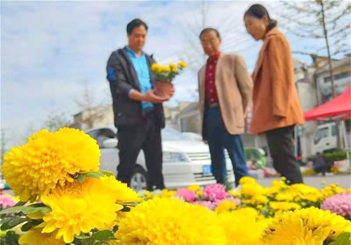 郯城：金秋菊花鬧古鎮(zhèn)