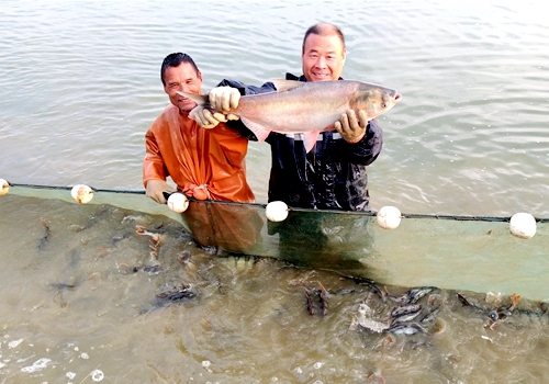 郯城：益生養(yǎng)殖合作社人勤魚(yú)肥豐收樂(lè)