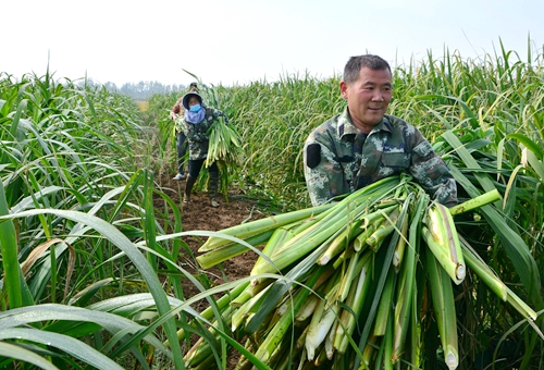 郯城縣歸昌鄉(xiāng)張樓村劉成武種植茭白年賺20萬(wàn)元