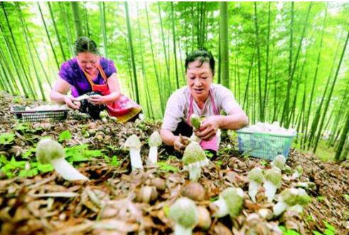 貴州大力推進(jìn)林特產(chǎn)品產(chǎn)銷體系建設(shè)