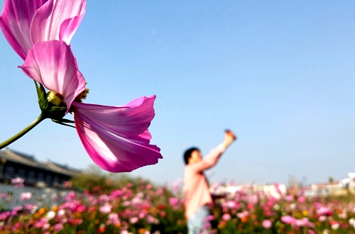 郯城：古鎮(zhèn)盛開“格桑花”