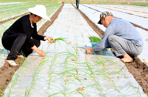 郯城縣歸昌鄉(xiāng)：洋蔥栽植正當(dāng)時(shí)