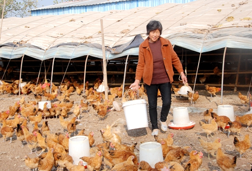 郯城縣紅花鎮(zhèn)戚忠霞等兩戶農(nóng)民帶頭飼養(yǎng)草雞奔富路