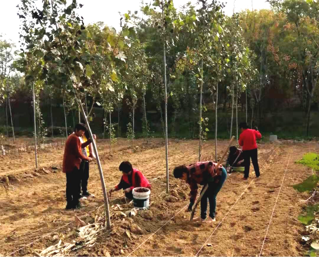 德州市城管局“四進(jìn)”工作組引進(jìn)油牡丹種植項(xiàng)目落地