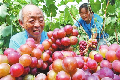 農(nóng)業(yè)農(nóng)村部公布第十批全國(guó)“一村一品”示范村鎮(zhèn)等名單