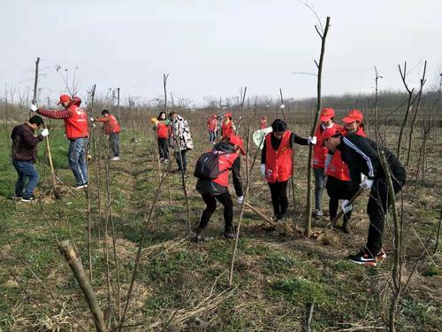 內(nèi)蒙古：40余年3.99億人次義務(wù)植樹20.38億株