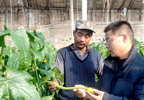 郯城縣高峰頭鎮(zhèn)：農(nóng)技人員點“菜單”大棚絲瓜巧賺錢