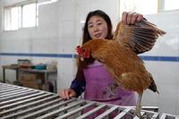 湖南寧遠一人被確診感染H5N6禽流感 當?shù)鼗钋萁灰讜和?></a></div><!-- img end -->	<div   id=