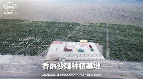 廣州香爵生物科技有限公司 推動10萬畝沙棘基地建設(shè)