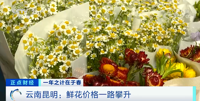 三八婦女節(jié)將至 鮮花漲價近4倍！“花”生了啥？