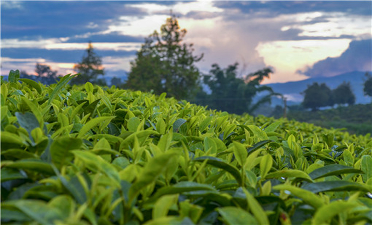 我國(guó)首次發(fā)現(xiàn)山茶屬管蕊茶組新植物云南管蕊茶