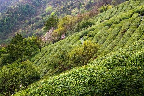 大別山區(qū)和皖南山區(qū)要防范茶園凍害