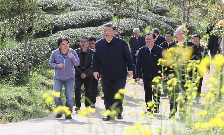 習近平察看武夷山春茶長勢：把茶文化、茶產(chǎn)業(yè)、茶科技這篇文章做好