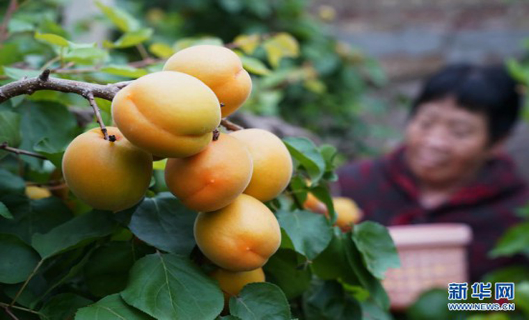 河北順平：錯季水果種植促農(nóng)增收