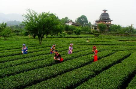 廣西茶葉“茗片”飄香西子湖畔 近百種名茶引客商追逐