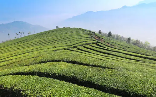 《湖北省促進茶產(chǎn)業(yè)發(fā)展條例》5月1日起實施