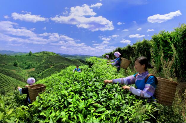 廣西西林：一片茶葉致富千萬(wàn)家