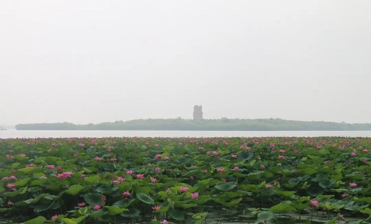 【暢游濟(jì)寧】濟(jì)寧太白湖景區(qū)荷花綻放邀您共賞美景