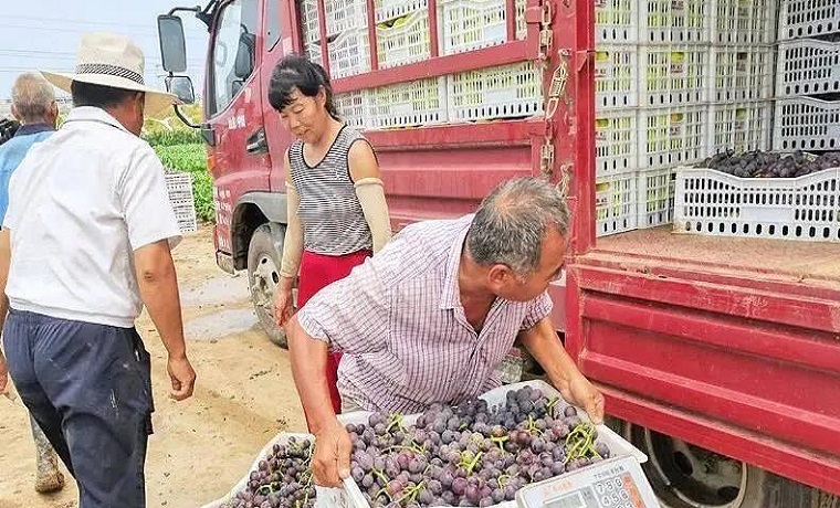 【果香滿園】濟(jì)寧曲阜石門山鎮(zhèn)：葡萄豐收綴滿藤 碩果累累香滿園