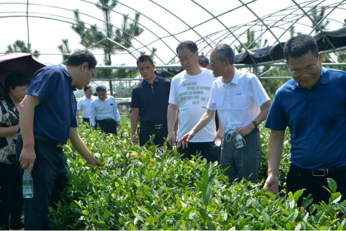 山東省農(nóng)科院科技助力沂蒙革命老區(qū)茶產(chǎn)業(yè)振興