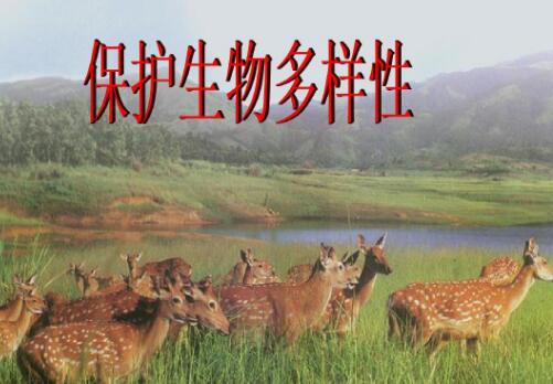 綜述：保護(hù)生物多樣性的“中國案例”獲多國生態(tài)專家點(diǎn)贊