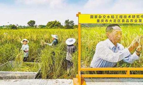 重慶巨型稻首次收割測(cè)產(chǎn)畝產(chǎn)近500公斤