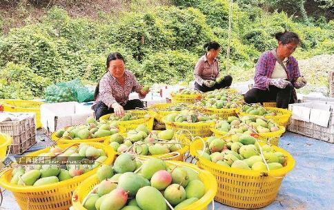 廣西地理標(biāo)志產(chǎn)品年產(chǎn)值超千億元