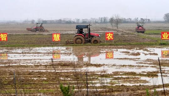 開展苗情調(diào)查、技術咨詢、巡回服務——農(nóng)技人員云上田間助春耕