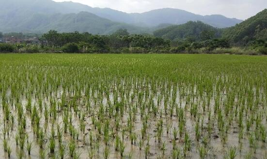 明確“向水要地”實施方案 四川將穩(wěn)妥有序推進墾造水田