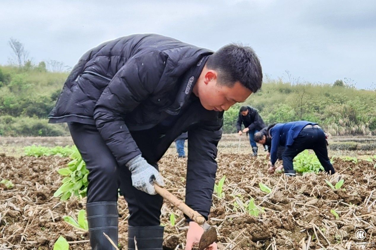  湖南桂陽煙草：守望這片煙田 只為金葉飄香