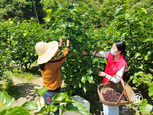 麗水景寧畬族自治縣煙草專賣局：“香溢”聚合力  傾情助共富