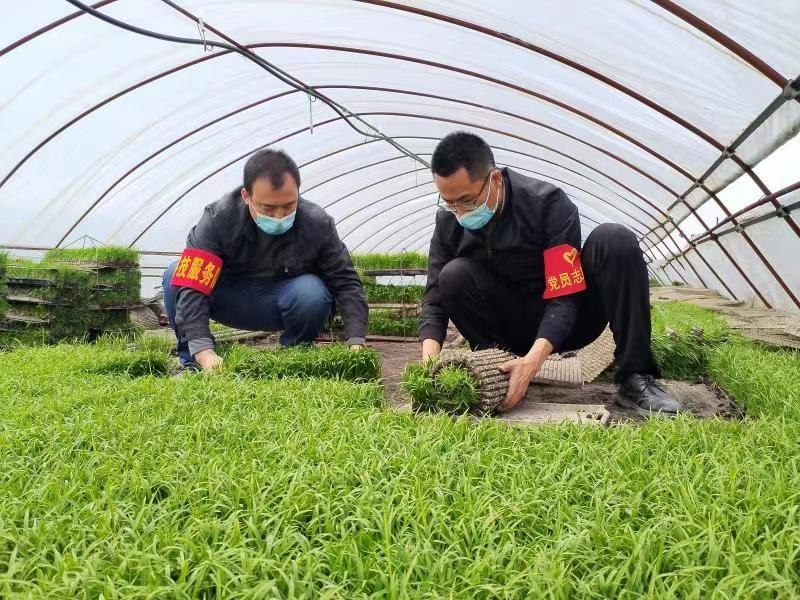 黑龍江北大荒農(nóng)業(yè)股份七星分公司黨員干部以實干擔當擎畫春耕助農(nóng)最美“同心圓”