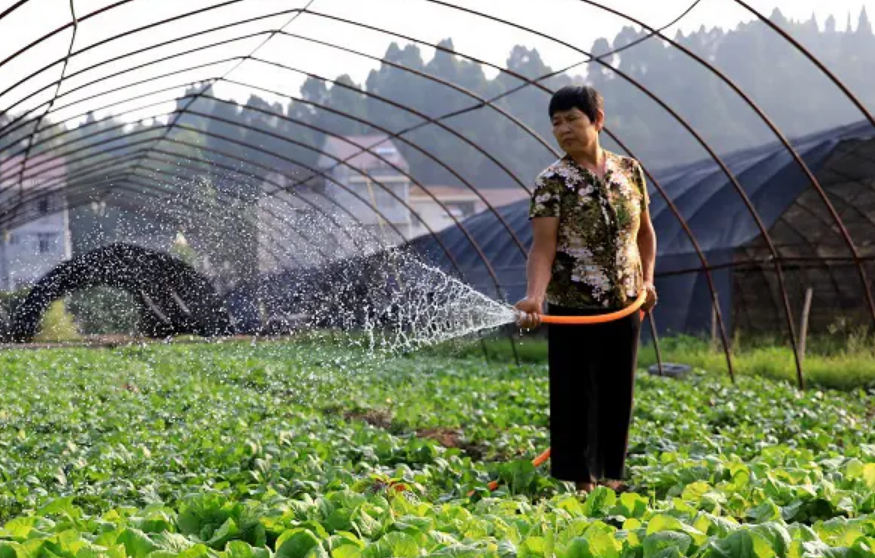 農(nóng)業(yè)農(nóng)村部印發(fā)通知要求切實抓好蔬菜抗旱減災(zāi) 確保蔬菜生產(chǎn)穩(wěn)定