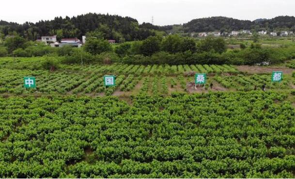 四川省樂至縣被授予“中國桑都”稱號