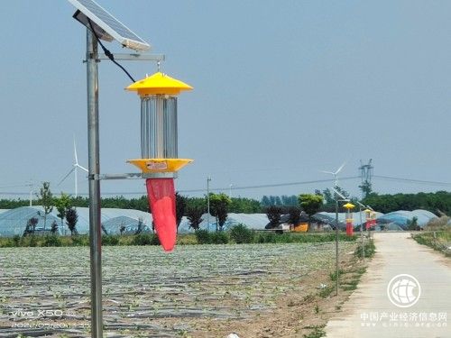 河南建安：煙葉變金黃，“綠色”來幫忙