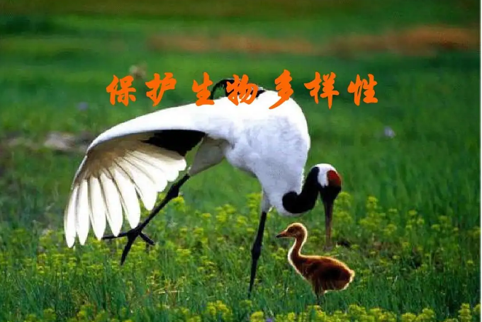 保護(hù)生物多樣性 我國生態(tài)系統(tǒng)保護(hù)取得哪些成果？