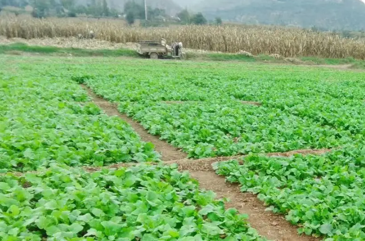 各地加強田間管理 確保冬油菜安全越冬