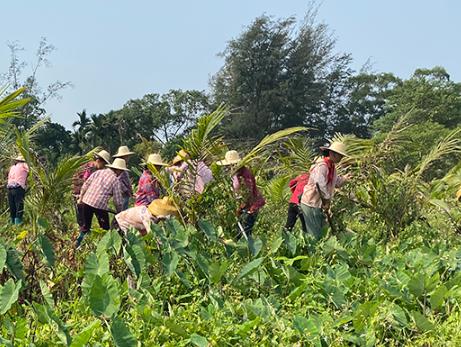 農(nóng)業(yè)農(nóng)村部組織集中滅除重大危害外來入侵物種