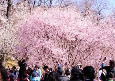 中國各地“賞花經(jīng)濟”玩出新“花”樣