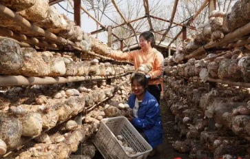 河南泌陽：食用菌產(chǎn)業(yè)突破100億元 出口創(chuàng)匯超1億美元