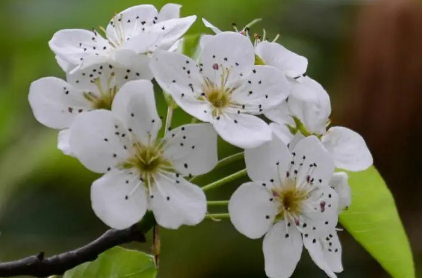 梨花為媒 黑龍江鶴崗打造賞花經(jīng)濟(jì)