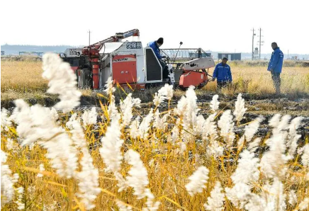 吉林西部：科技賦能鹽堿地多打糧、打好糧