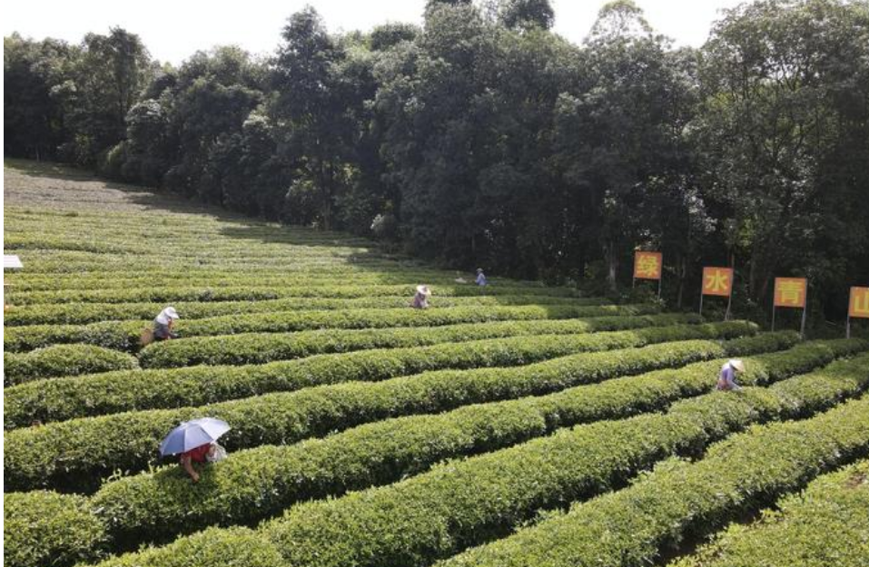 從茶“葉”到茶“業(yè)”，一片葉子富一方百姓