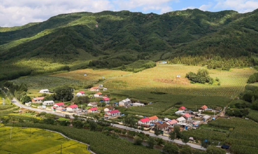 助力鄉(xiāng)村振興 鞍鋼幫扶“興旺村”走上致富路