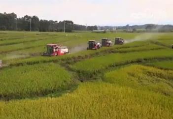 各糧食主產區(qū)多措并舉 高質高效推進早稻收獲